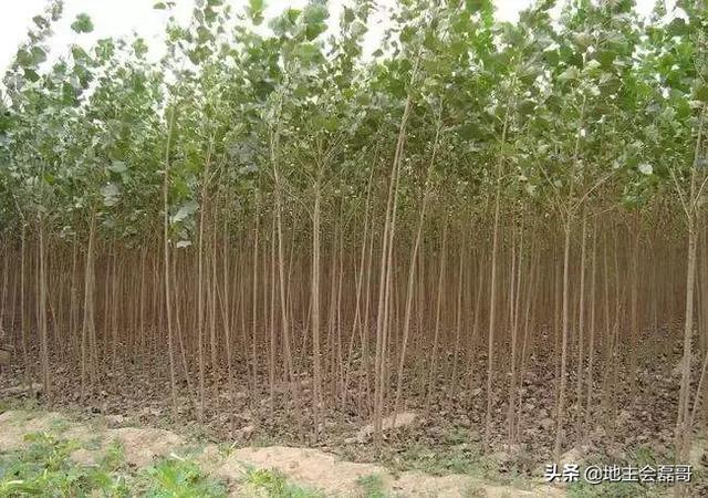 西华县展辉园扩建工程