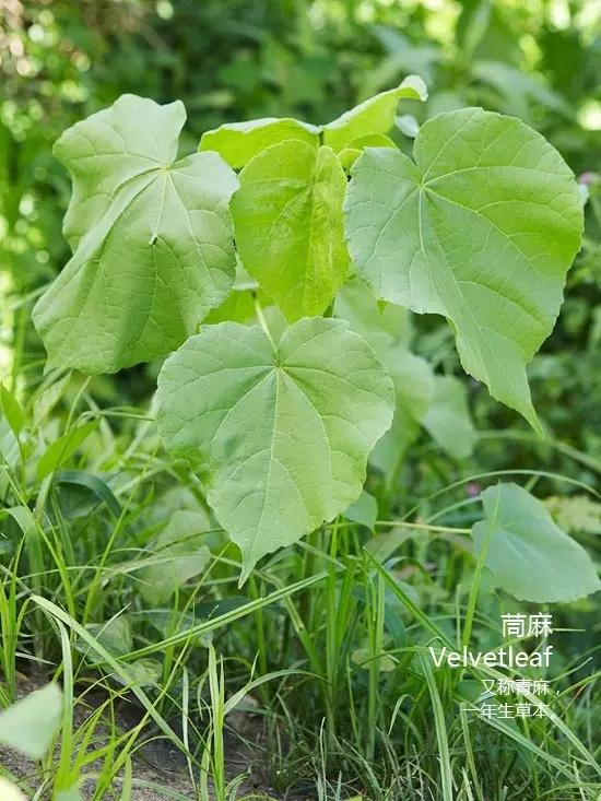 西瓜栽培技术之五：西瓜田杂草化学防除技术（附常见杂草高清图）14