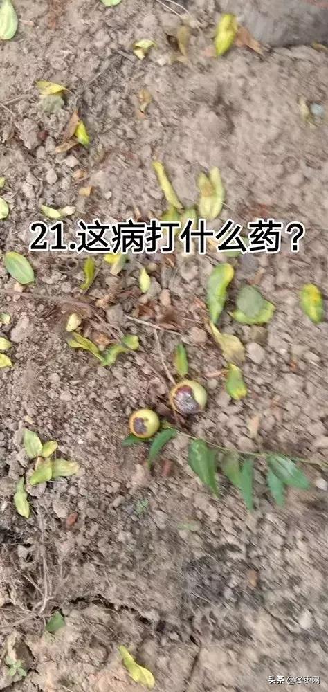 冬枣现在叶面喷施醋起什么作用，一千斤水配多少？3