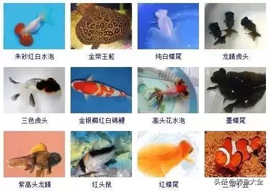 观赏鱼图片大全