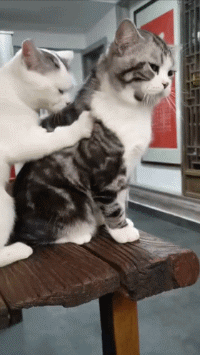 很有意思的GIF动图：据说是蓝翔学院的扫地僧