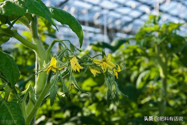 植物生长调节剂——“缩节胺”是什么？有什么作用？