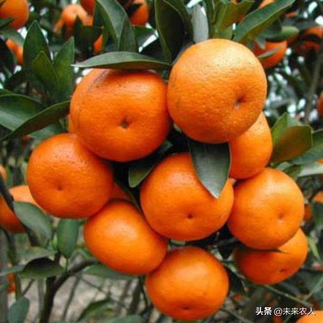 矿物油的作用，在柑橘上使用方法介绍