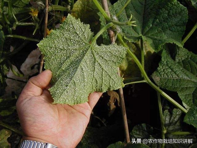 为什么大棚黄瓜生白粉虱，打药几次了过几天虫子又多了起来5