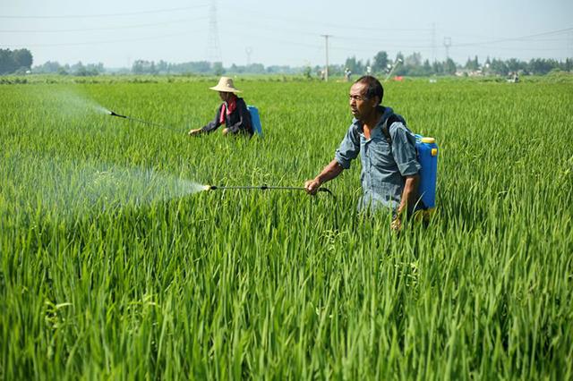 马铃薯、生姜、花生、大蒜都能用，新型膨大素增产50%，还能杀虫3