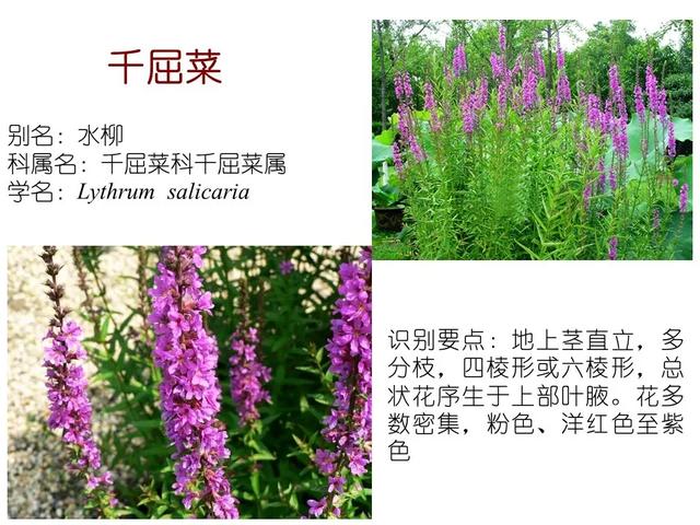 水生植物
