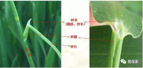 高清杂草图谱，禾本、莎草、阔叶杂草，一次全认识了3