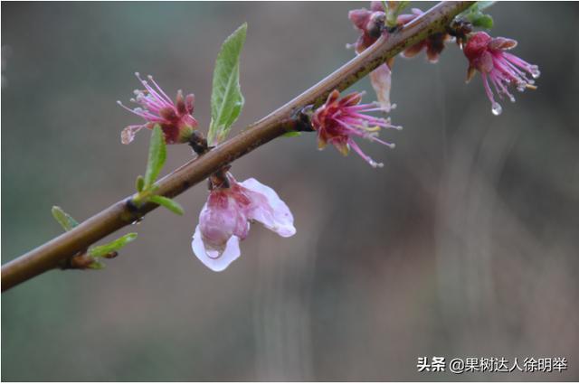 春季天气阴雨多变，桃子刚开始长就出现腐烂落果，什么病，怎么治4