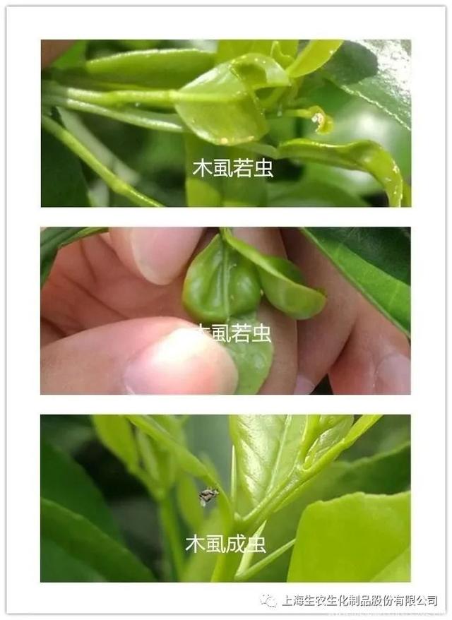 控制木虱→虫卵通杀！不同药有不同表现，防治木虱主要分3方面2