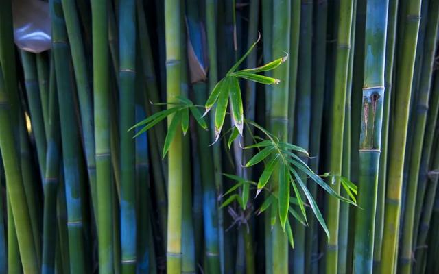 描写竹子的佳句，清风竹韵的诗句？