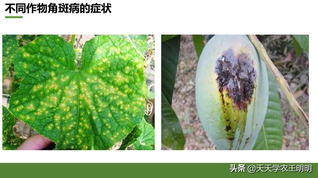 角斑病是怎么来的？到底是真菌还是细菌？分清症状对症下药6