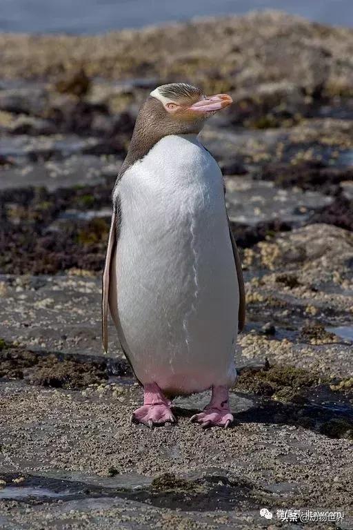 企鹅生活在哪里