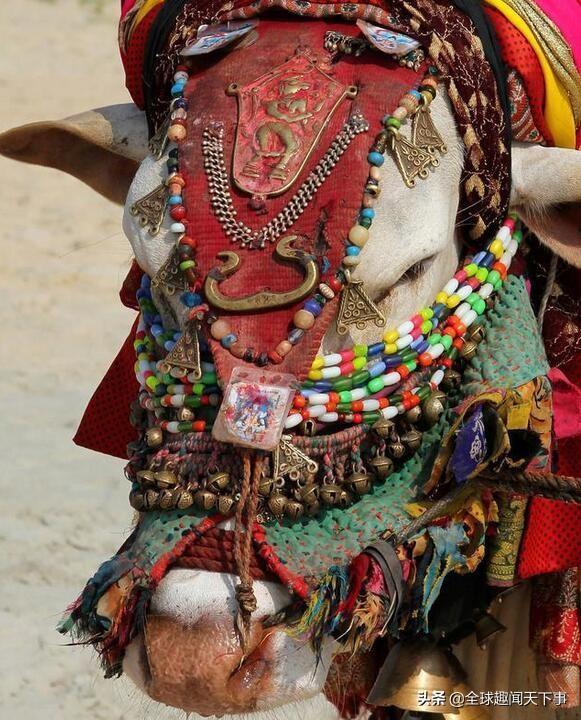 印度医生称：吃牛粪有助于女性生孩子，预防疾病，我们全家都在吃