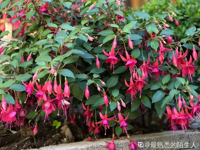 倒挂金钟