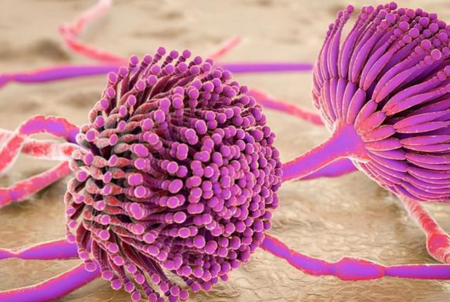 馒头能在冰箱里放多久？医生：超这个时间，或会产生“黄曲霉菌”