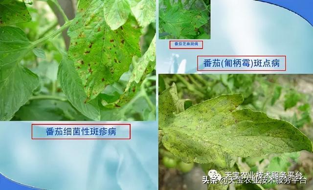 粉果西红柿细菌性病害图解16