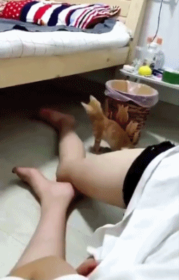 爆笑的动图GIF：在家里做一个男孩子，有时候真的挺不容易