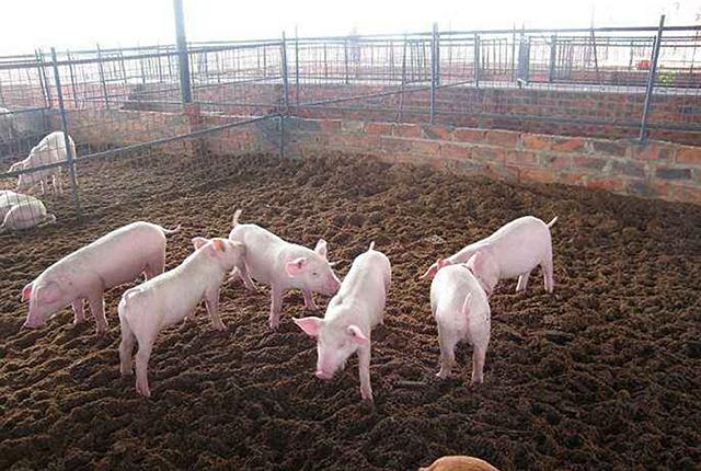 鼓励生猪养殖政策补贴标准（生猪养殖有补贴吗）