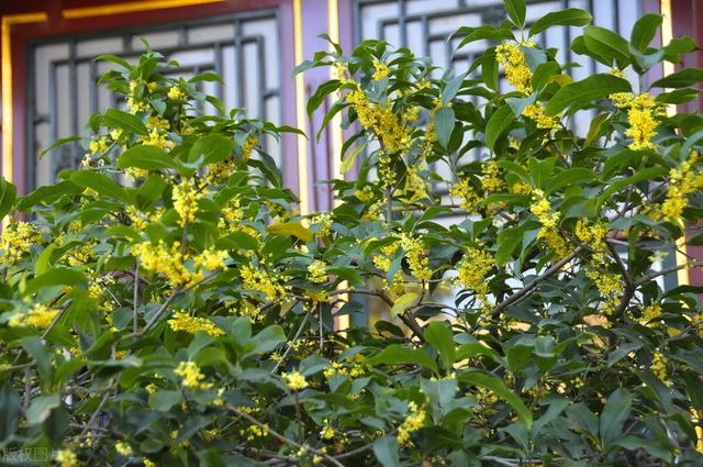 北方桂花樹種植技術