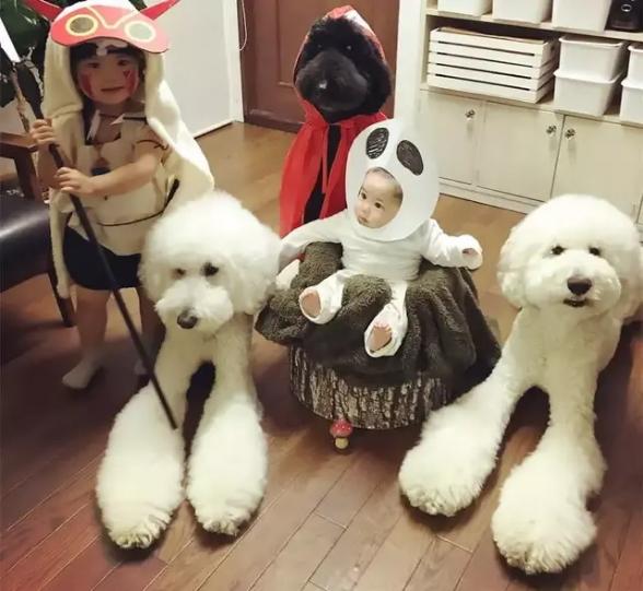 巨贵犬