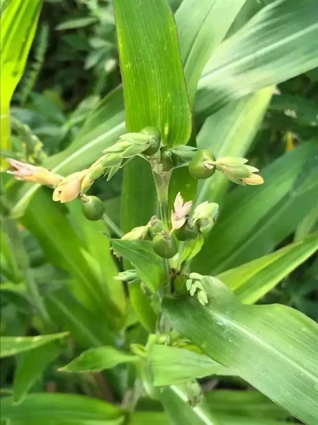 三味民间草药，妙用可调理脾胃胀满，腹中肌瘤，肝腹水等病症