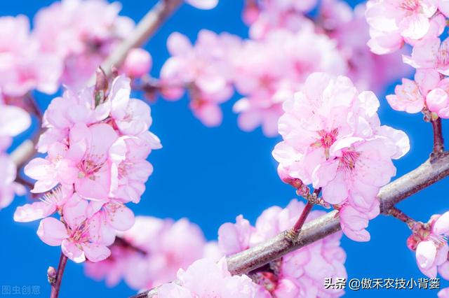 果树开花前和谢花后重点补硼补钙，既能促花促果，又能保花保果4