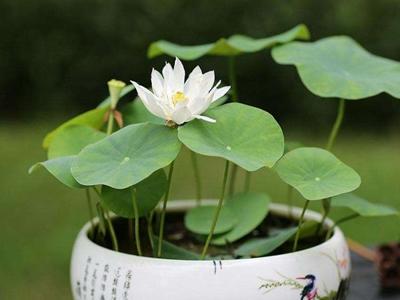碗莲的种植方法水培 碗莲的种植方法水培（为什么养碗莲会倒霉） 生活