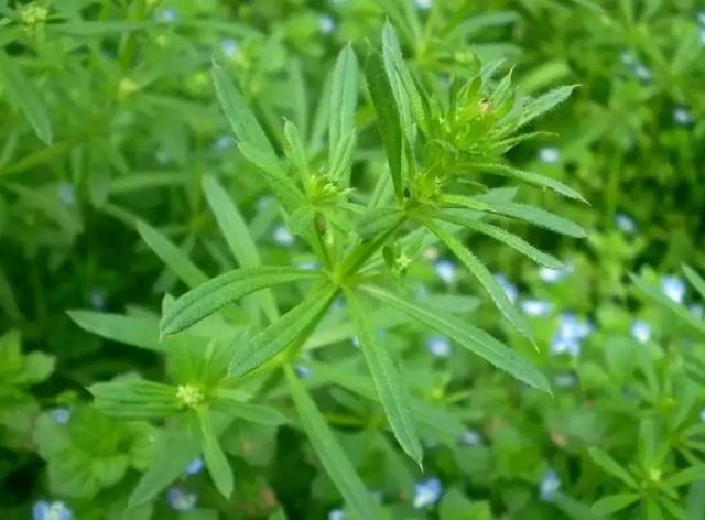 麦田杂草识别与除草攻略，其中的草都认识吗，值得收藏4