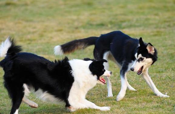 边境牧羊犬怎么训练