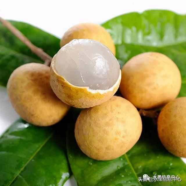 龙眼产地