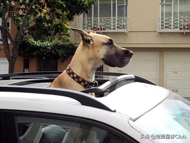 大丹犬介绍