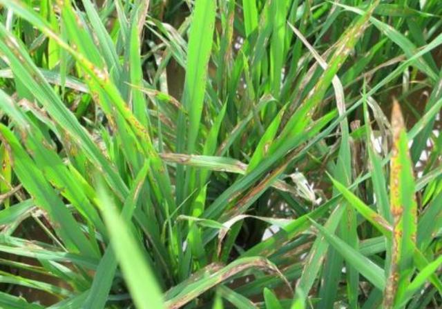 种植分享：水稻主要病虫害防治技术，一起来学学吧3