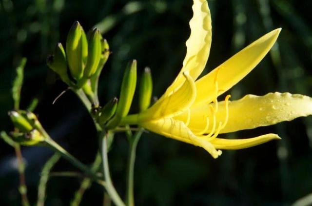 成人吃50g鲜黄花菜就可能中毒！菜无毒，毒怎么来的，如何避免？