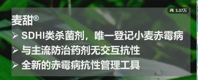 先正达专利杀菌剂麦甜®重磅上市，小麦赤霉病防控迎来最强武器！5