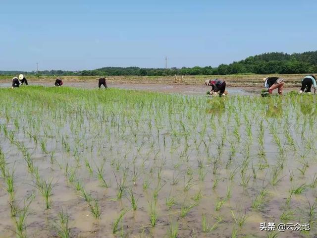 早稻分蘖期管理要点：严控稗草、狠治钻心虫、施好分蘖肥