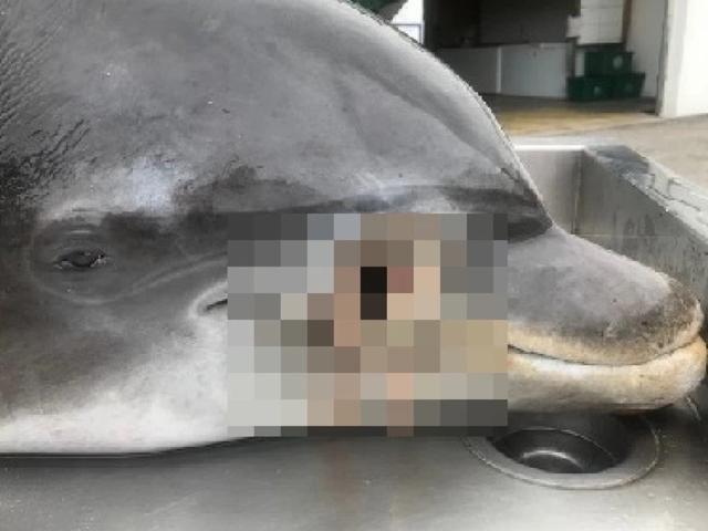 海豚可怕的报道(海豚岛有多可怕)