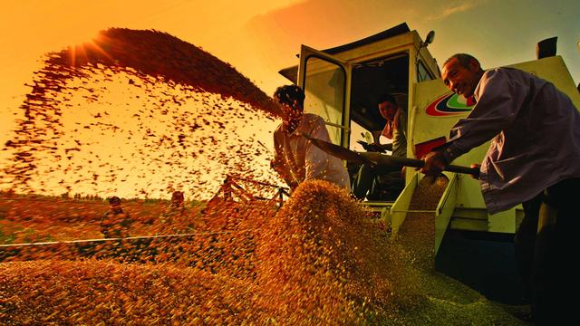 同是人口农业大国 为何中国满世界买粮 印度却成粮食出口大国 全网搜