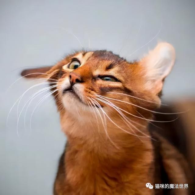 索马里猫