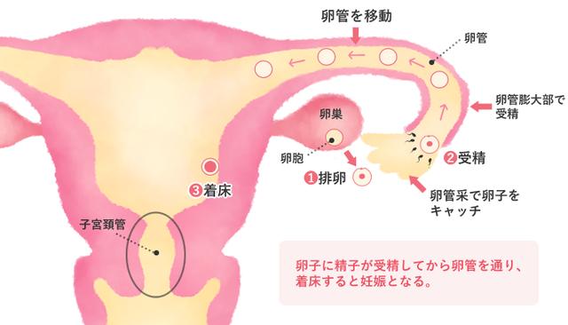 代孕和试管婴儿只有一线之差，为何一个被禁止，一个却被允许？