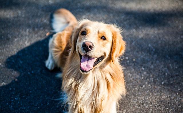 秋田犬俊介