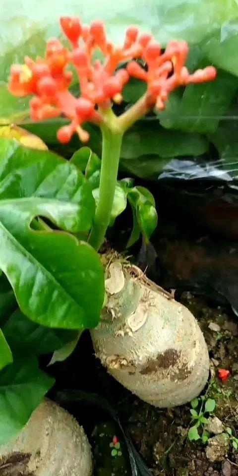 树萝卜 树萝卜（树萝卜下山桩怎么养） 生活