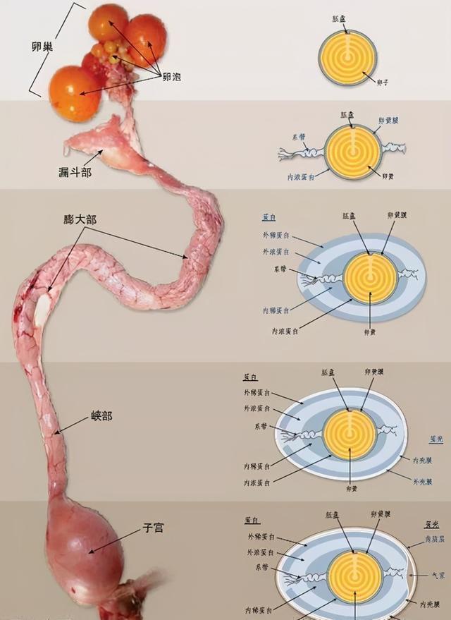 鸡蛋上的白霜有什么做用？