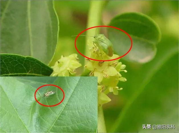 这个新药将果树上的蚜虫、绿盲蝽、钻心虫等6种害虫全部杀死