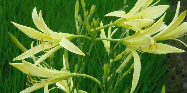 萱草花是什么电影插曲(萱草花是哪个电视剧里的曲子)