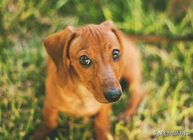 短毛腊肠犬 短毛腊肠犬（短毛腊肠犬会怕冷吗） 动物