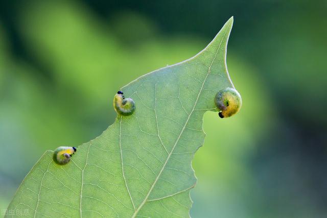 比吡虫啉强10倍，菜青虫、钻心虫前打后落，白菜打完，一季无虫眼4