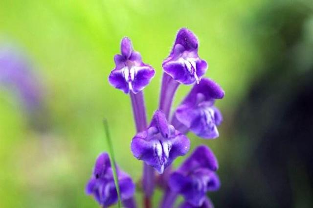 野外满地的这“野花”叫黄芩，如今难觅得，价值高很珍贵2