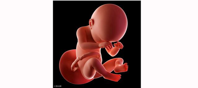 心脏是怎么长大的：第1篇——你怀了个“脏”宝宝