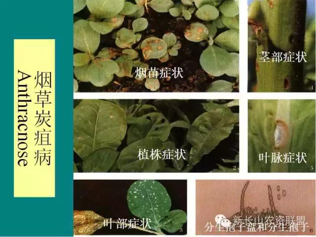 烟草病害及缺素图谱（史上最完全）3