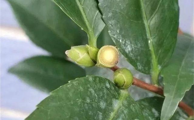 茶花 茶花（茶花树） 生活